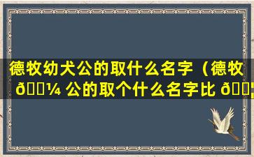 德牧幼犬公的取什么名字（德牧 🌼 公的取个什么名字比 🐦 较好）